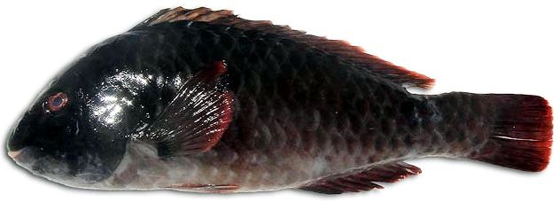 Sparisoma cretense_005